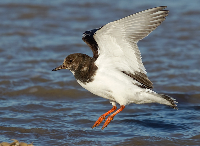 Turnstone