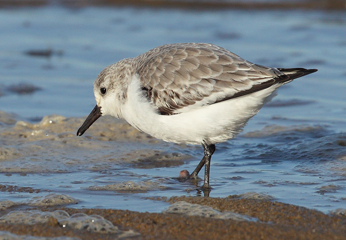 Sanderling