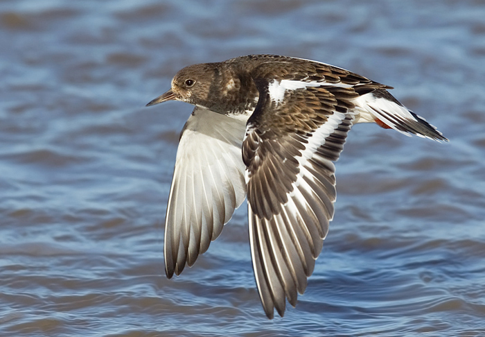 Turnstone