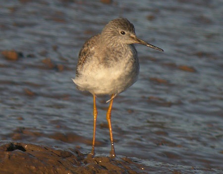 Lesser Yellowlegs