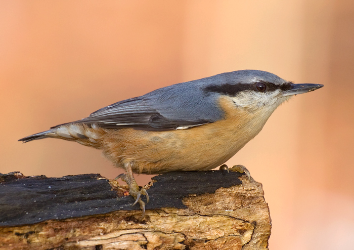 Nuthatch