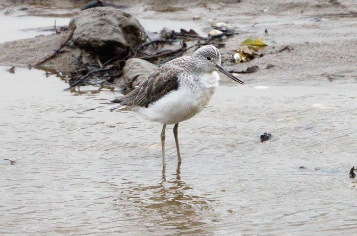 Greenshank