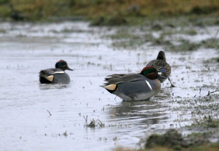 Green-winged Teal