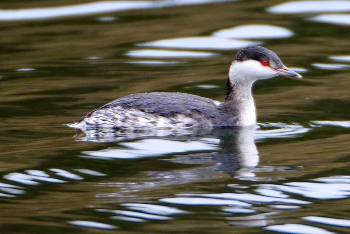 Slavonian Grebe