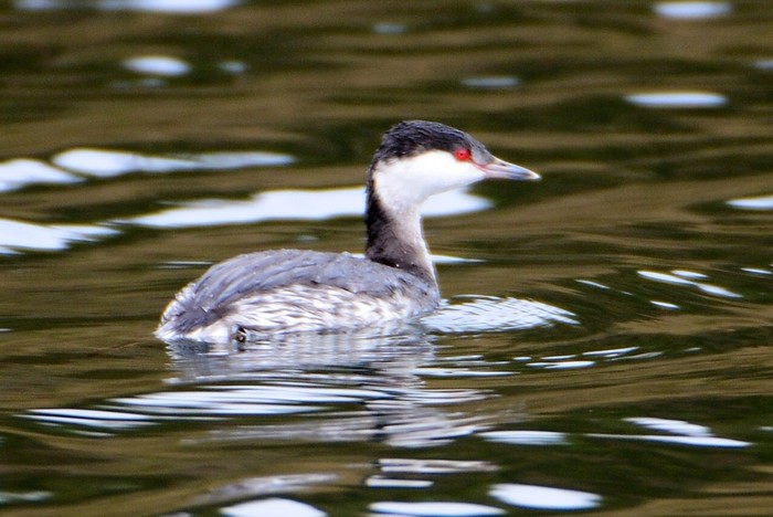 Slavonian Grebe