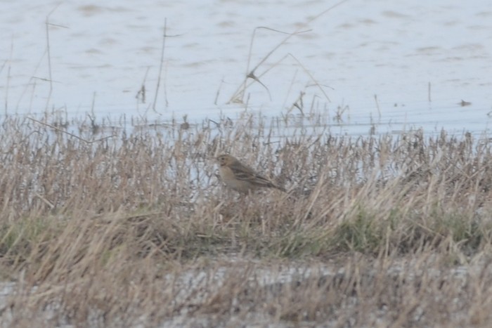 Richard's Pipit