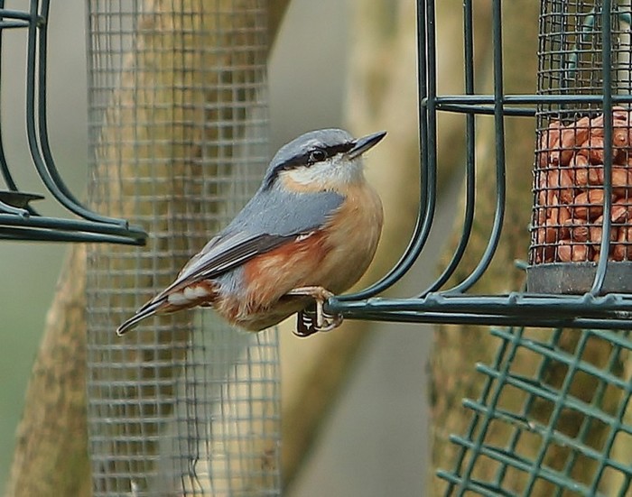 Nuthatch