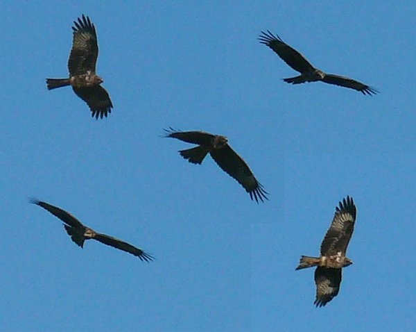 Black-eared Kite