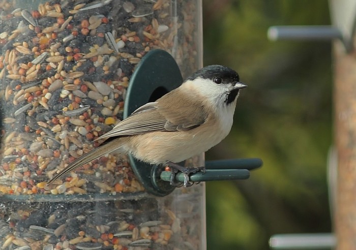 Marsh Tit