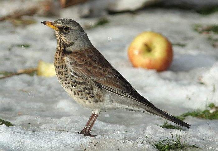 Fieldfare