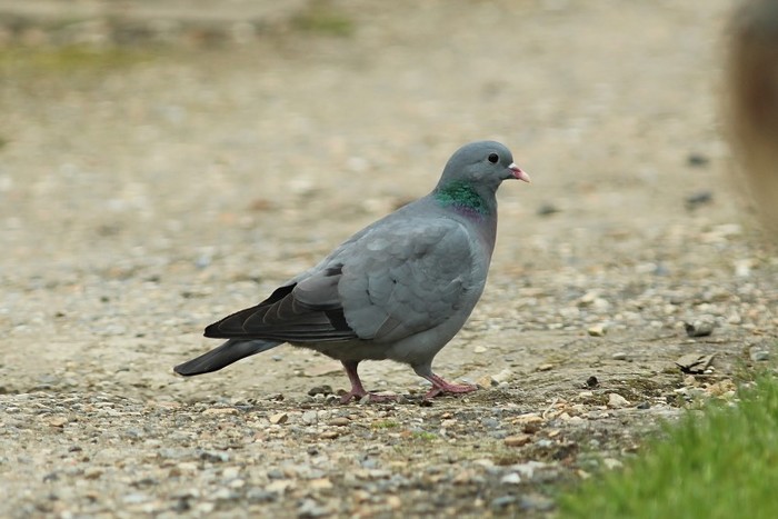 Stock Dove
