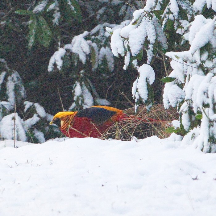 Golden Pheasant