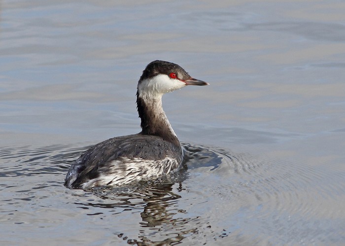 Slavonian Grebe