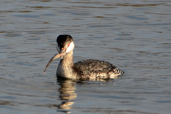 Slavonian Grebe
