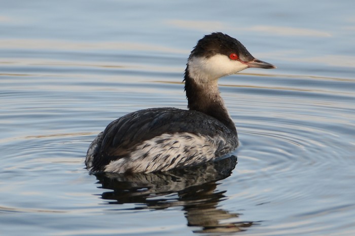 Slavonian Grebe