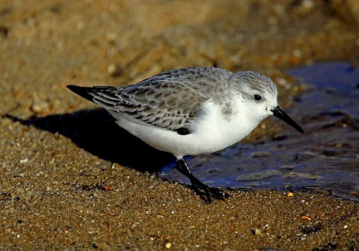 Sanderling