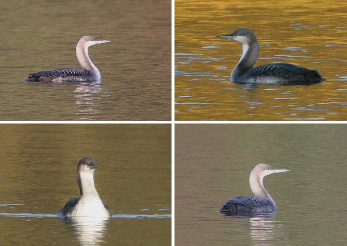 Pacific Diver