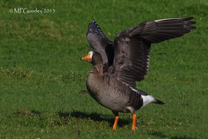 Greenland White-fronted Goose