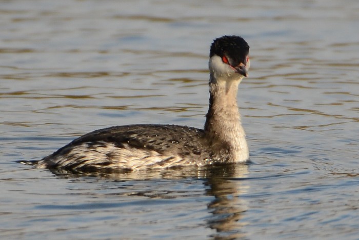 Slavonian Grebe