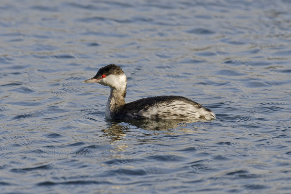 Slavonian Grebe
