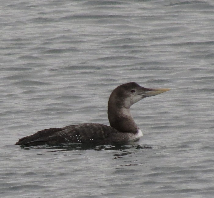 White-billed Diver