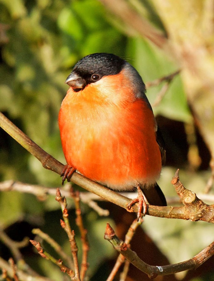 Bullfinch