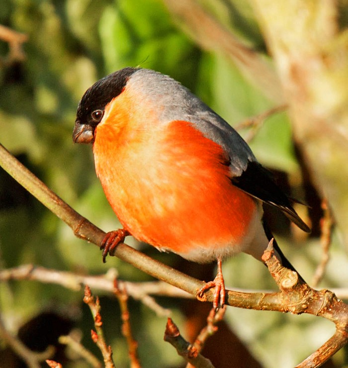 Bullfinch