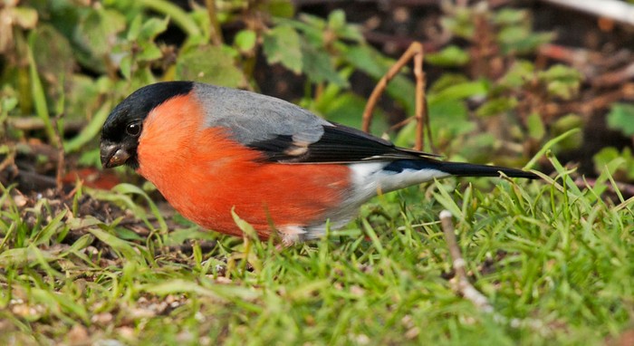 Bullfinch