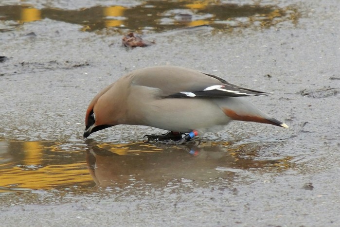 Waxwing
