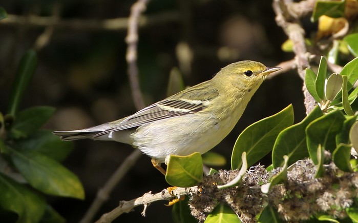 Blackpoll Warbler