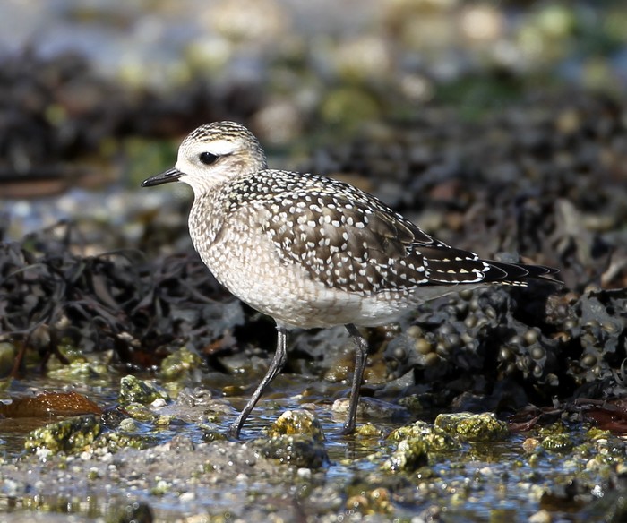 American Golden Plover