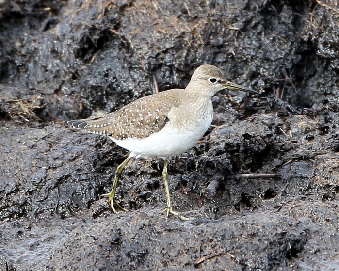Solitary Sandpiper