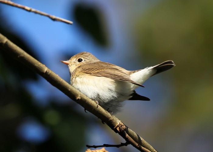 Red-breasted Flycatcher