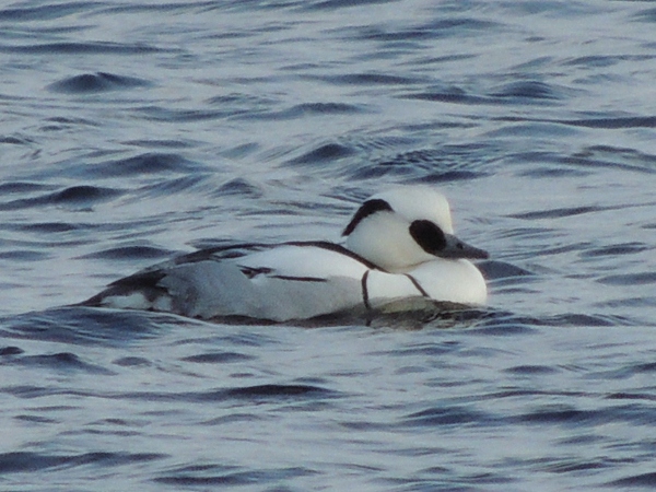 Smew