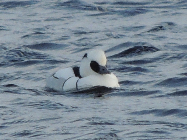 Smew