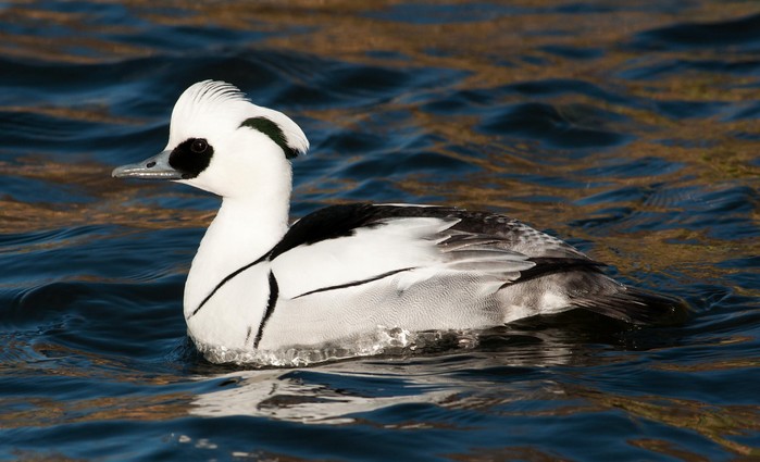 Smew