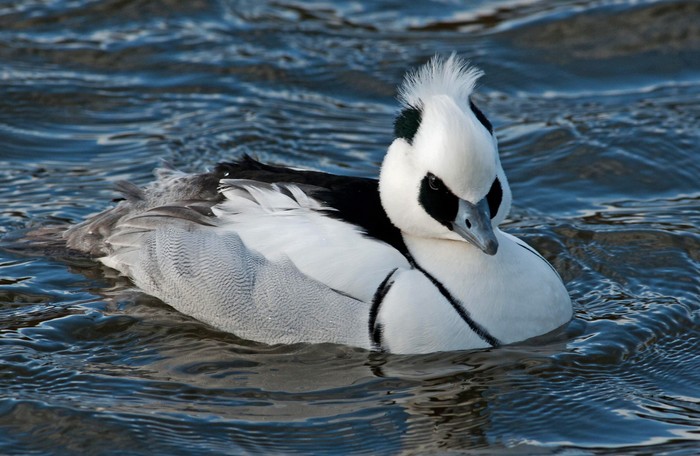 Smew