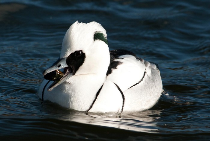 Smew