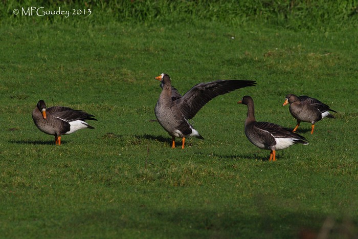 Greenland White-fronted Goose