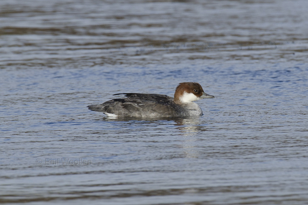 Smew