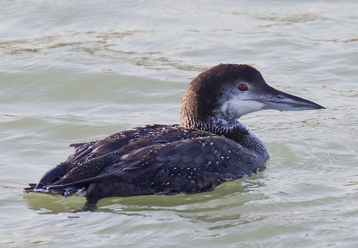 Great Northern Diver