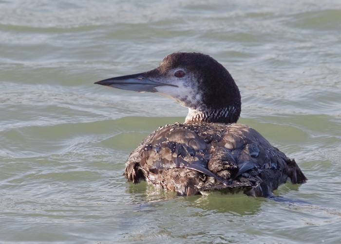 Great Northern Diver