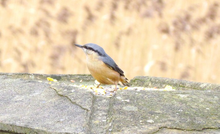 Nuthatch