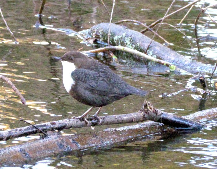 Black-bellied Dipper