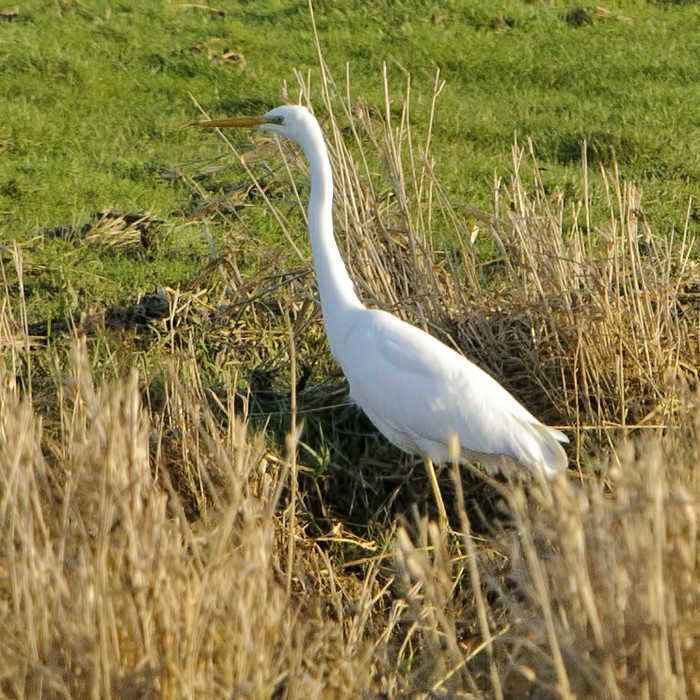 Great White Egret