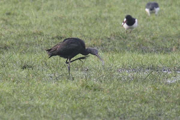 Glossy Ibis