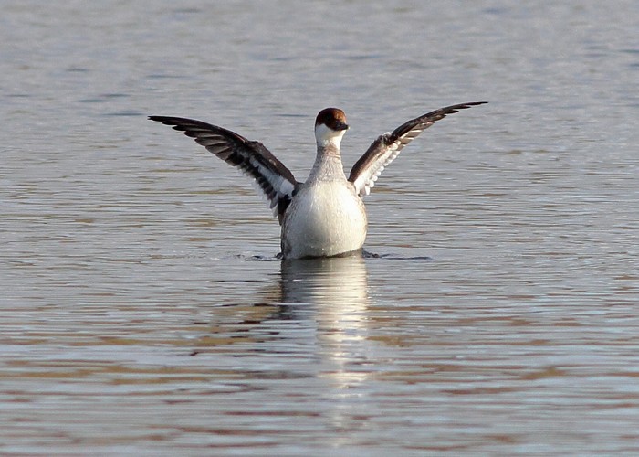 Smew