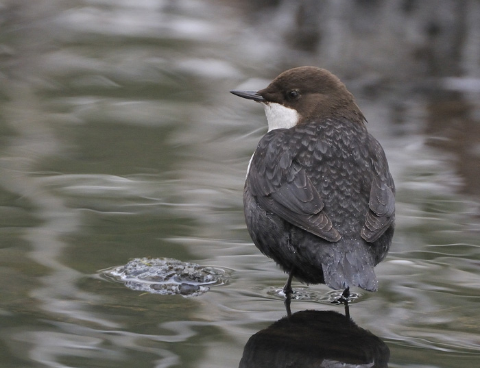 Black-bellied Dipper