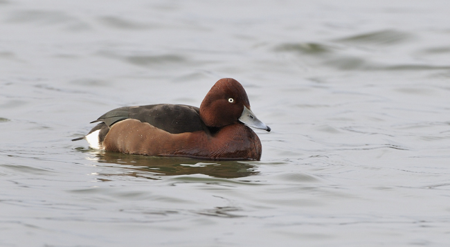 Ferruginous Duck