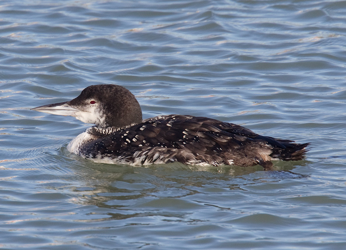 Great Northern Diver